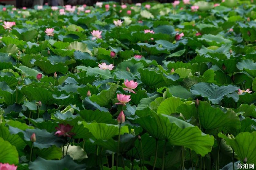 2019年成都蜀国鹃都景区免门票活动开始时间