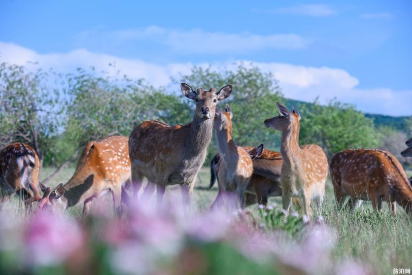 乌兰布统草原有什么好玩的项目 乌兰布统草原有什么好玩的项目
