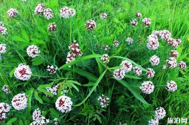 塞罕坝御道口自驾游旅游攻略