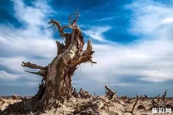 胡杨林在什么地方看比较好