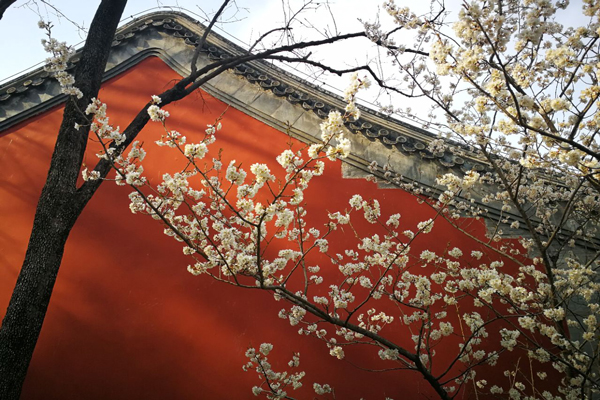 北京赏花去哪 北京哪里可以赏花