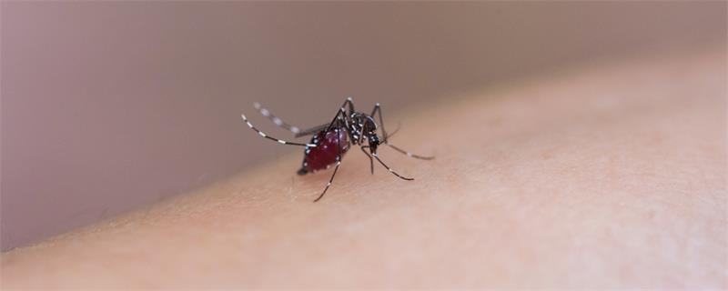 蚊子是怎样避暑的  蚊子的避暑方法  