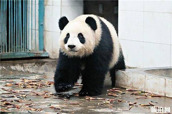 2019太原动物园国庆节开放吗 有什么好玩的