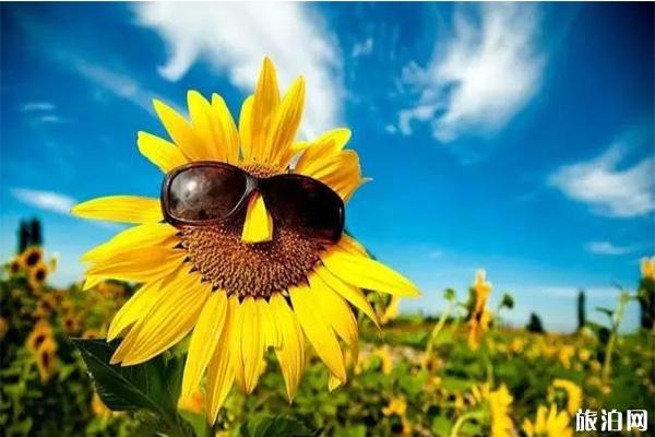 新疆六大花海 新疆最值去的花节有哪些 新疆六大花海 新疆最值去的花节有哪些