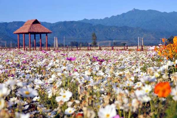 泸沽湖格桑花什么时候开 泸沽湖格桑花几月开花