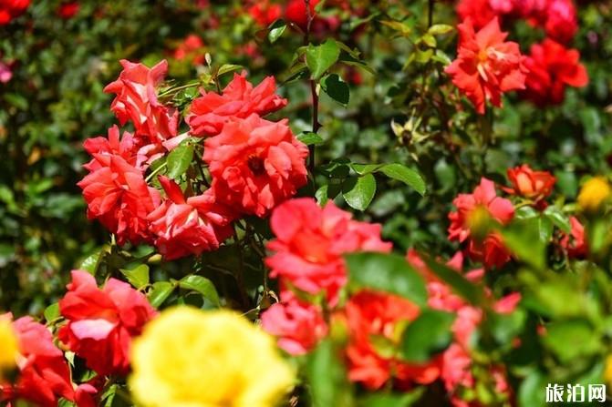 四姑娘山旅游攻略2019