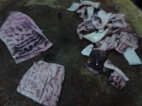 炒鱿鱼的做法步骤1