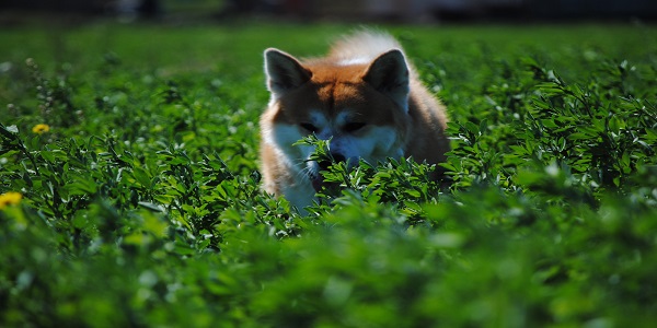 柴犬和秋田犬的区别 柴犬和秋田犬有什么不同