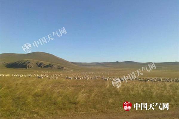 内蒙古春夏秋三季连旱 主要牧场减产近7成