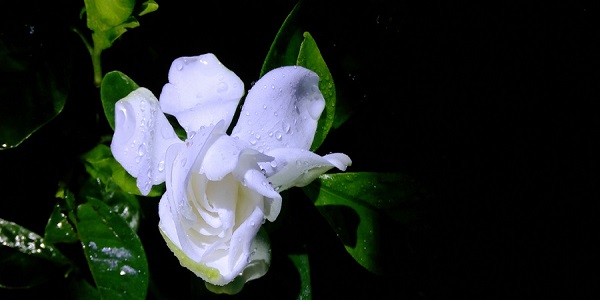 栀子花叶子发黄是什么原因 为什么栀子花的叶子发黄