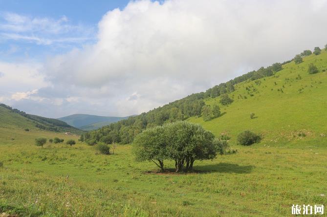 柳树沟稀树草原在哪里 柳树沟稀树草原游玩攻略 柳树沟稀树草原在哪里 柳树沟稀树草原游玩攻略