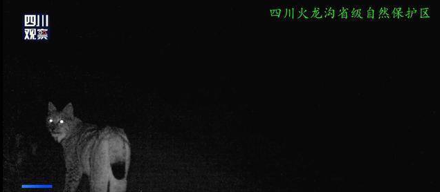 四川甘孜拍到猞猁清晰影像 系国家二级保护动物