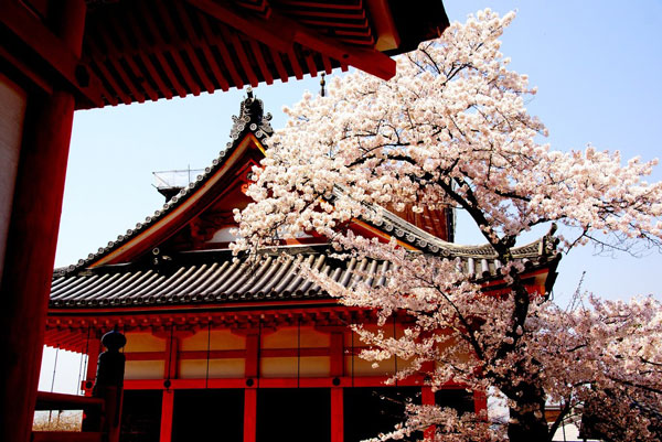 日本京都赏樱景点 京都看樱花最好的地方
