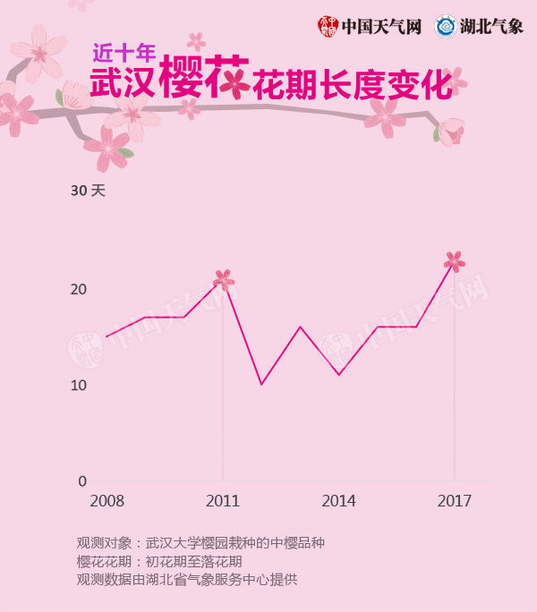 武汉樱花花期长度资讯.jpg