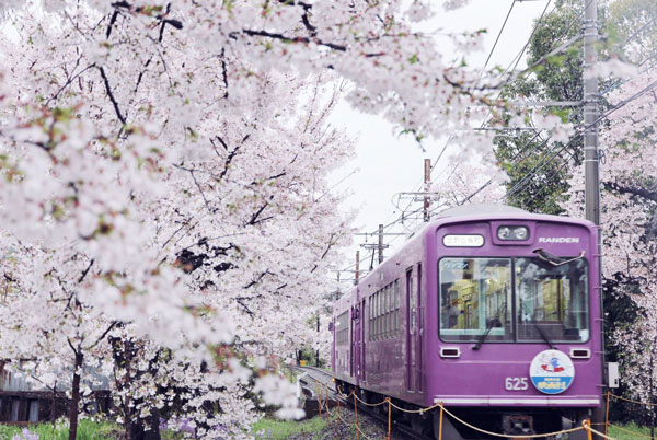 日本京都赏樱景点 京都看樱花最好的地方
