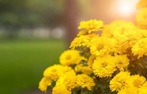 清明墓地献花有什么含义?清明祭祀鲜花有什么讲究?