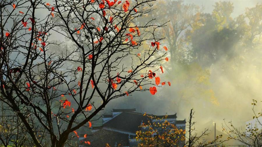诱惑！“最美乡村”江西婺源 古村晨雾胜景如画