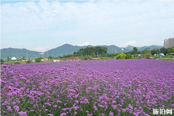 蔚然花海秋季有哪些花 蔚然花海秋季有哪些花