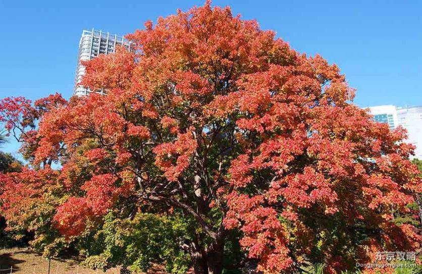 日本红叶时间表大全2019 日本红叶季是几月