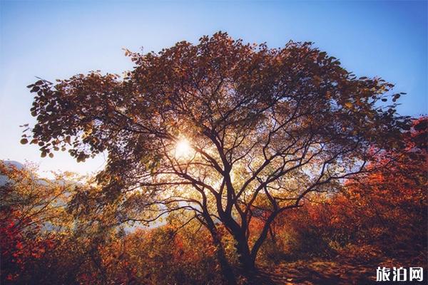 房山周口店坡峰岭风景区好玩吗 门票多少钱
