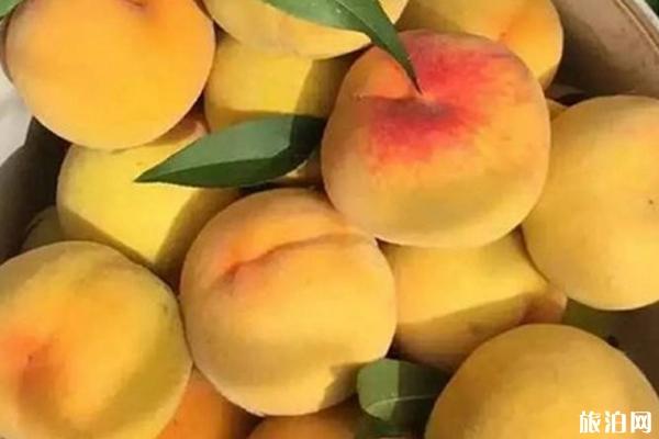 长沙有哪些地方可以采摘黄桃 长沙有哪些地方可以采摘黄桃