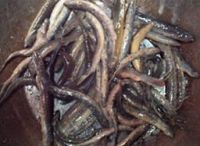 香椿煎泥鳅的做法步骤4