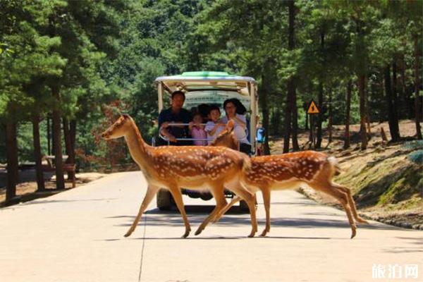 云南野生动物园好玩吗 怎么玩