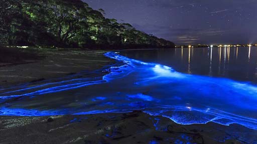 葫芦岛海边现罕见荧光海