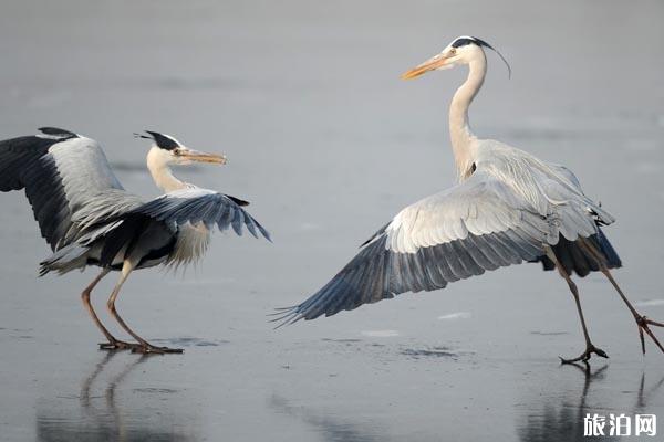 白洋淀和衡水湖哪个好玩 白洋淀和衡水湖有什么区别 白洋淀和衡水湖哪个好玩 白洋淀和衡水湖有什么区别