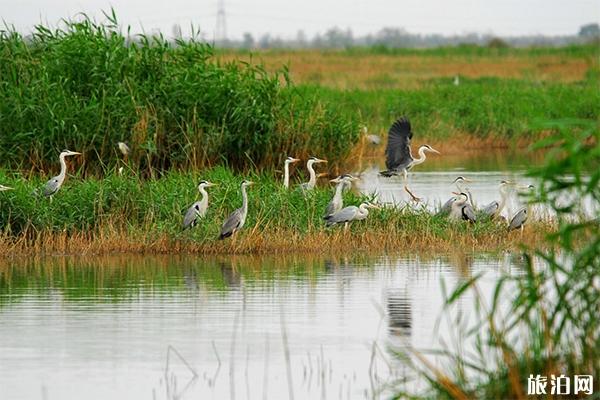 沙湖观鸟什么时候去最好 什么时候去沙湖最好