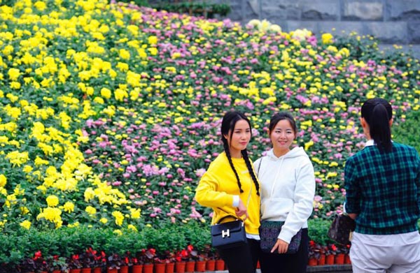 重庆园博园菊花展持续 未来三天天气晴好气温回升