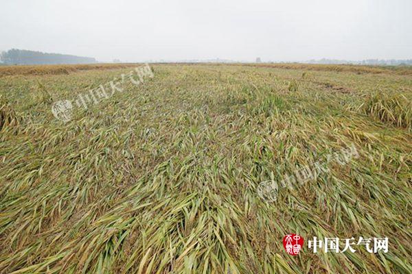 我国中东部大部晴暖回归 【东北新疆】仍有雨雪