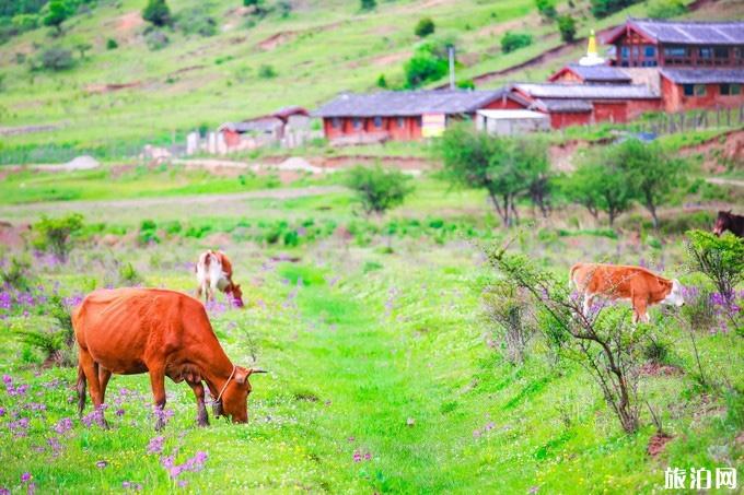 为什么要徒步玉龙雪山 为什么要徒步玉龙雪山