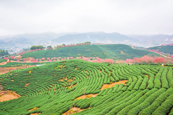 福建永福樱花园在哪里 福建永福樱花2019花期