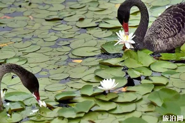 圆明园游船路线怎样+票价多少钱