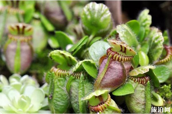 上海植物园夏季花展有什么花 上海植物园夏季花展有什么花