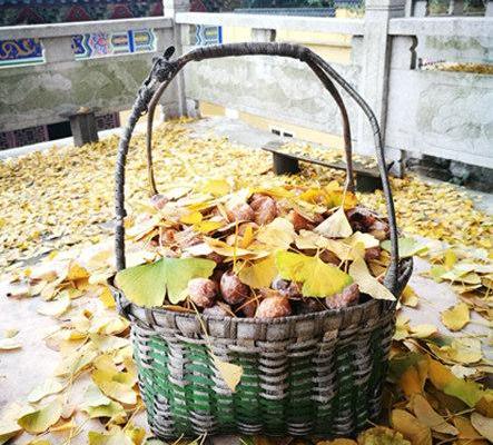 旅游胜地——浙江湖州仙顶寺 千年银杏铺金毯