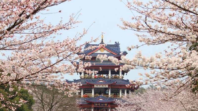 清明节鼋头渚还有樱花吗 无锡鼋头渚樱花时间