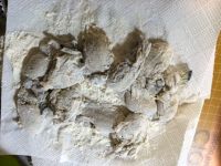 黄油牡蛎的做法步骤2