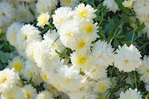 2020年祭奠烈士缅怀先烈的寄语大全 清明缅怀英雄的简短句子