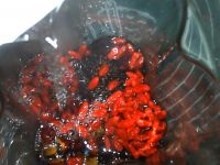 桑杞玫瑰姜枣膏的做法步骤4