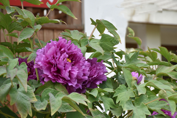 四月昆明哪里赏花 2019昆明赏花攻略