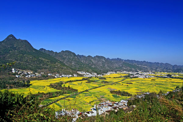 2019年贵州兴义油菜花几月开 兴义万峰林菜花开了吗