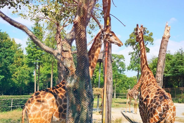 上海野生动物园好玩吗 上海野生动物园门票多少