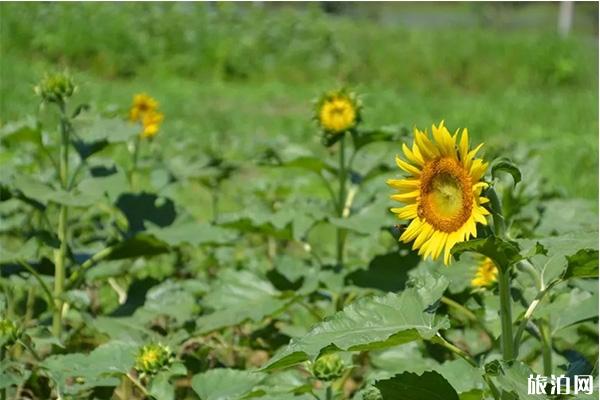 恭城向日葵在哪里