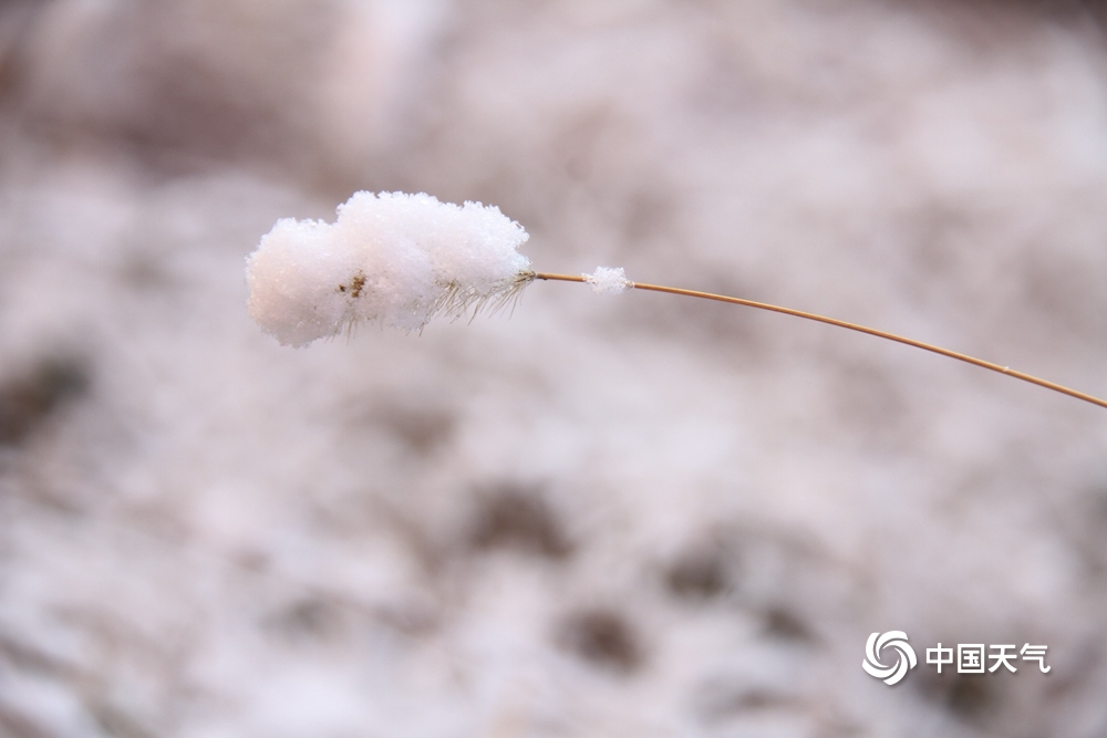 山东威海雪后草木披“白装” 胖嘟嘟模样惹人爱