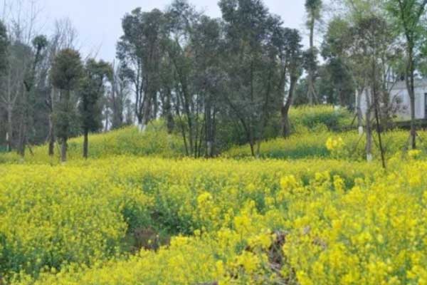 重庆哪里有油菜花看 重庆看油菜花好去处