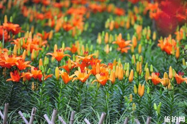 2019年七夕济南红叶谷优惠门票信息+游玩攻略信息