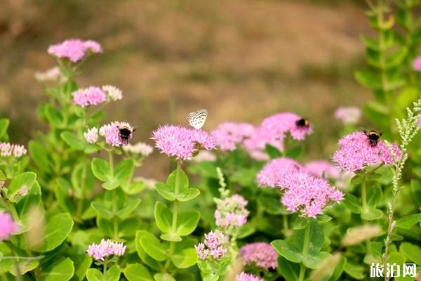 大连石槽风景区要门票吗  2019大连石槽风景区旅游攻略