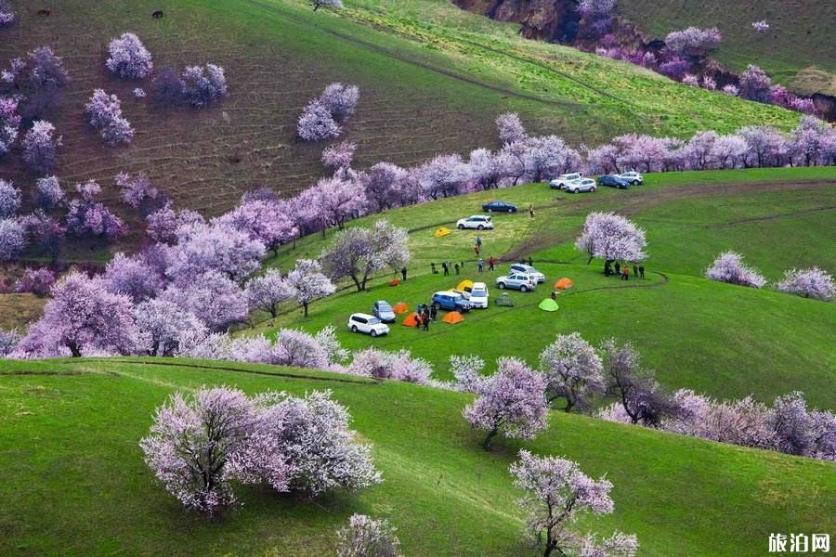 2019新疆全年赏花时间表+攻略 2019新疆全年赏花时间表+攻略